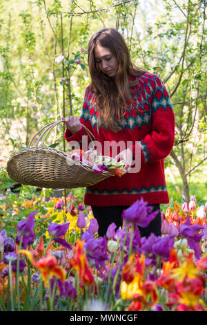 Imogen Langjährige im Tulip Betten, die eine trug der Tulpen, geschnitten Stockfoto