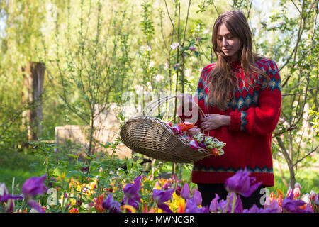 Imogen Langjährige im Tulip Betten, die eine trug der Tulpen, geschnitten Stockfoto