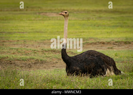 Männliche Strauß liegen auf Gras mit Blick auf vor Stockfoto