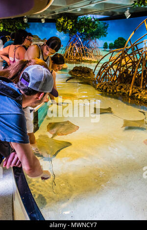 New England Aquarium Boston, Massachusetts, USA Stockfoto