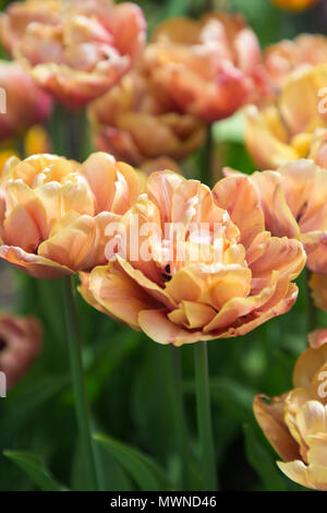 Tulipa 'La Belle Epoque' Stockfoto