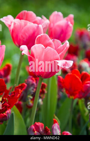 Tulipa "Rosa Impression" Stockfoto