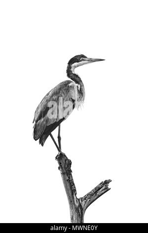 Mono black-headed Heron auf toten Baum gehockt Stockfoto