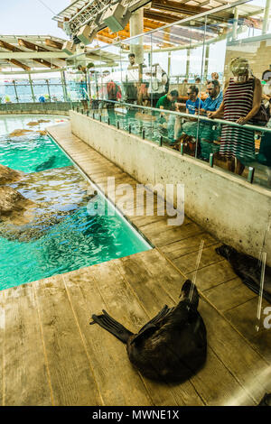 New England Aquarium Boston, Massachusetts, USA Stockfoto