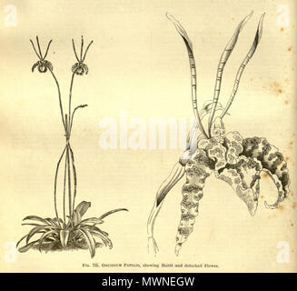 . Illustration von: Psychopsis papilio (syn. Oncidium papilio). Zwischen 1884 und 1888. Von George Nicholson 456 Oncidium Papilio bearbeitet - Ausschnitt aus Enc. Hort. 5-488 (1884-1888) Stockfoto
