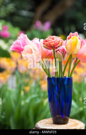 Ein Pfirsich themed Tulip Anordnung in einer blauen Vase. Mit Tulipa "Kupfer Bild', Tulipa 'Cacharel', Tulipa 'Pretty Princess' und 'Tulipa Apricot Foxx Stockfoto