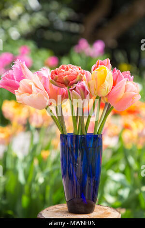 Ein Pfirsich themed Tulip Anordnung in einer blauen Vase. Mit Tulipa "Kupfer Bild', Tulipa 'Cacharel', Tulipa 'Pretty Princess' und 'Tulipa Apricot Foxx Stockfoto