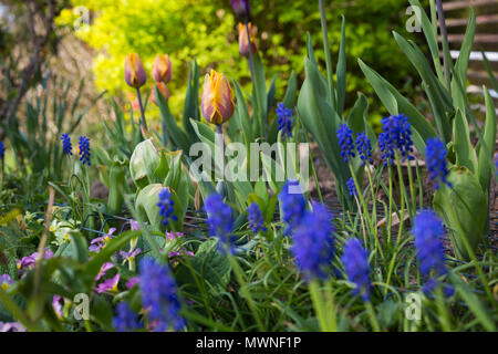 Tulipa 'Prinses Margriet 'underplanted mit Muscari Stockfoto