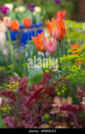 Tulipa'Hermitage', Tulipa 'Apricot Foxx' Heuchera 'Marmalade' und Euphorbia cyparissias Stockfoto