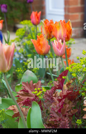 Tulipa'Hermitage', Tulipa 'Apricot Foxx' Heuchera 'Marmalade' und Euphorbia cyparissias Stockfoto