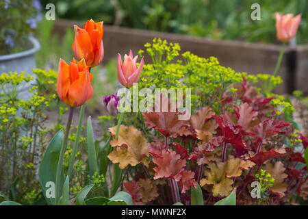 Tulipa'Hermitage', Tulipa 'Apricot Foxx' Heuchera 'Marmalade' und Euphorbia cyparissias Stockfoto