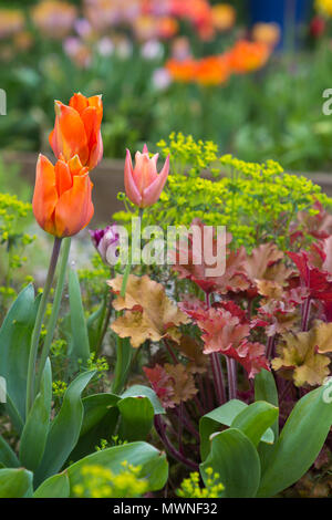 Tulipa'Hermitage', Tulipa 'Apricot Foxx' Heuchera 'Marmalade' und Euphorbia cyparissias Stockfoto