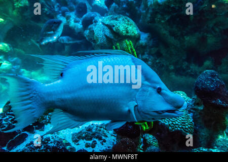 New England Aquarium Boston, Massachusetts, USA Stockfoto