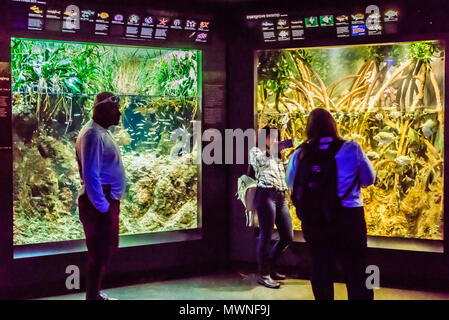 New England Aquarium Boston, Massachusetts, USA Stockfoto