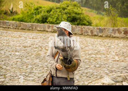 OTAVALO, Ecuador - 29. MAI 2018: Eine schwarz-bussard Adler landet auf dem behandschuhten Hand eines Vogels handler chested bei Condor Park in Otavalo. Das ist die Heimat von vielen bedrohten Südamerikanischen Vogelarten Stockfoto