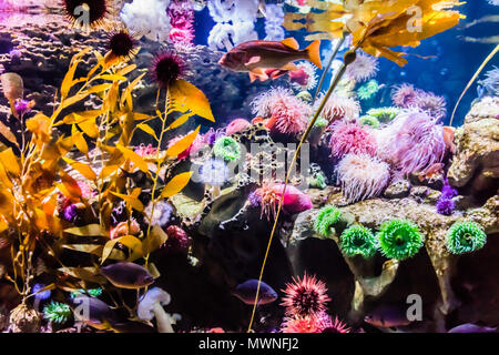 New England Aquarium Boston, Massachusetts, USA Stockfoto