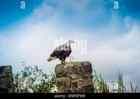 Ein Weißkopfseeadler bei Condor Park in Otavalo ist Heimat für viele von Süd Amerika gefährdeten Vogelarten Stockfoto