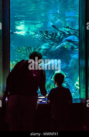 New England Aquarium Boston, Massachusetts, USA Stockfoto