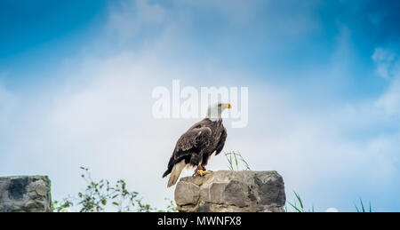 Ein Weißkopfseeadler bei Condor Park in Otavalo ist Heimat für viele von Süd Amerika gefährdeten Vogelarten Stockfoto