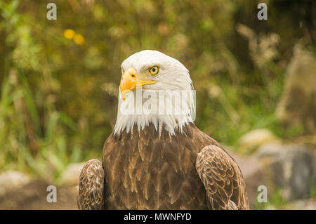 Ein Weißkopfseeadler bei Condor Park in Otavalo ist Heimat für viele von Süd Amerika gefährdeten Vogelarten Stockfoto