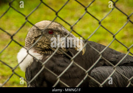 Nahaufnahme des selektiven Fokus von erstaunlichen Andenkondor, Vultur gryphus in einem Metall Gitter an der Condor Park in Otavalo. Stockfoto