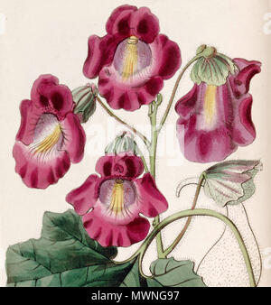 . Proboscidea louisianica Subsp fragrans. 12 Januar 2012, 15:23 (UTC). Proboscidea louisianica Subsp fragrans (Martynia fragrans) Edwards Bot. Vo 26. 85. 1840.jpg: Lindley abgeleitete Arbeit: Bff (Talk) 503 Proboscidea louisianica Subsp fragrans (Martynia fragrans) Edwards Bot. Vo 26. 85. 1840 7/8 Stockfoto