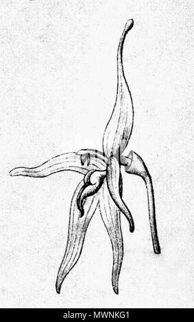 . Illustration von: Barbosella gardneri (syn. Restrepia Gardneri), Blume. 1898. Carl Friedrich Philipp von Martius (1794-1868), August Wilhelm Eichler (1839-1887), Ignaz Urban (1848-1931) 72 Barbosella Restrepia gardneri Gardneri (als) - Fl. Br. 3-4-121 Abb. IV-1 Stockfoto