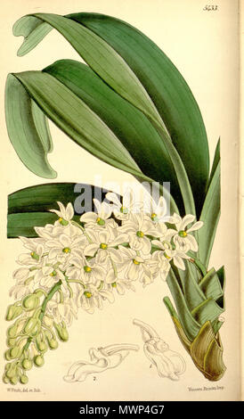. Abbildung: Rhynchostylis gigantea Subsp gigantea (wie Syn. Saccolabium harrisonianum). 1864. Walter Hood Fitch (1817-1892) del. et lith. Beschreibung von William Jackson Hooker (1785-1865) 520 Rhynchostylis gigantea Subsp gigantea (als Saccolabium harrisonianum) - Curtis '90 (Ser. 3 Nr. 20) pl. 5433 (1864) Stockfoto