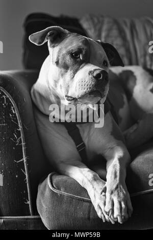 Ein Mischling Pitbull Hund (American Staffordshire Pit Bull Terrier und American Pit Bull Terrier) (Canis lupus familiaris) sieht wachsam aus. Stockfoto