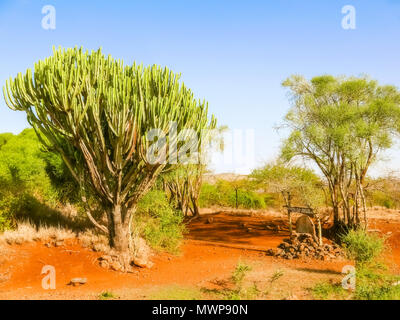 Blick auf den kandelaber Euphorbia Baum und einige andere Bäume in der Nähe von Isiolo in Kenia Stockfoto