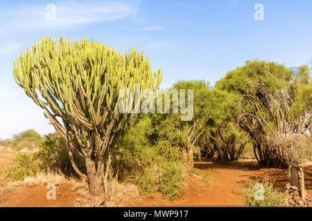 Blick auf den kandelaber Euphorbia Baum und einige andere Bäume in der Nähe von Isiolo in Kenia Stockfoto