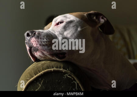 Ein Mischling Pitbull Hund (American und American Staffordshire Pit Bull Terrier) (Canis lupus familiaris) ruht, zufrieden und edel. Stockfoto