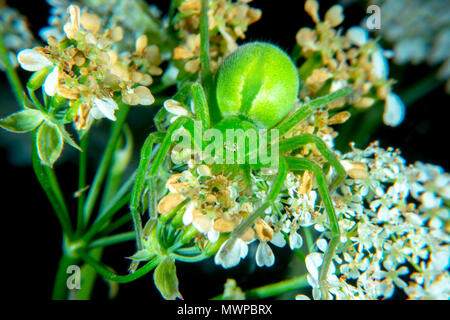 Micrommata virescen Erz Grün huntsman Spider Stockfoto
