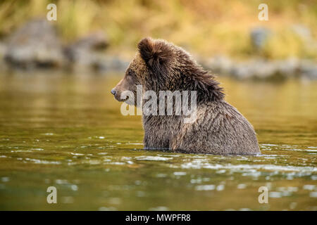 Grizzly Bear (Ursus arctos) - Cub Jagd zum Laichen sockeye Lachse in den Chilko River, Chilcotin Wildnis, British Columbia, BC, Kanada Stockfoto