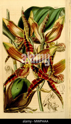 . Abbildung: Rossioglossum Grande (syn. Odontoglossum Grande). 1842. Walter Hood Fitch (1817-1892) Del., Swan sc. 529 Rossioglossum Grande (als Odontoglossum Grande) - Curtis "68" (K.A. 15) pl. 3955 (1842) Stockfoto