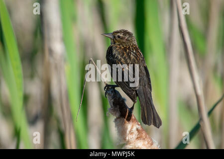 Eine weibliche Red-Winged Blackbird Sitzstangen im Gras Stockfoto