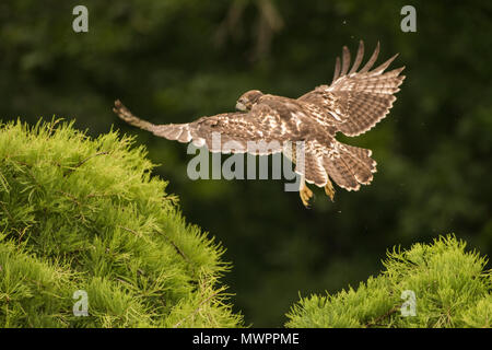 Ein jugendlicher Red tailed Hawk (Buteo Jamaicensis) seinen ersten Flug dauert, war es nur eine kurze Reise, aber unleugbar fliegen. Stockfoto