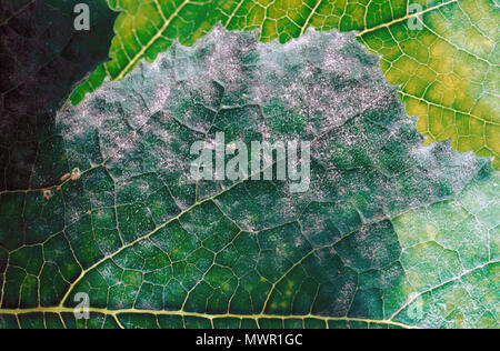 MEHLTAU AUF DER GURKE. INFIZIERTE PFLANZEN ZEIGEN WEISSE PULVERFÖRMIGE FLECKEN AUF BLÄTTERN UND STÄNGEL. Stockfoto