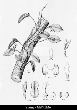 . Abbildung: Acianthera serpentula (syn. Schmetterlinge serpentula). Zwischen 1893 und 1896. Alfred Cogniaux (1841-1916) 25 Acianthera serpentula (syn. Schmetterlinge serpentula) - Ausschnitt aus Fl.Br.3-4-97 - Abb. V Stockfoto