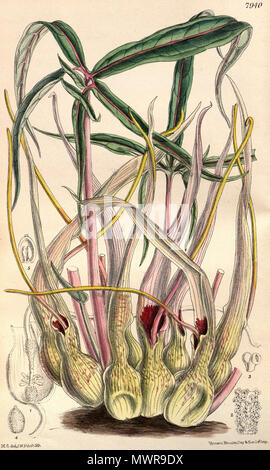 . Englisch: Sauromatum brevipes. 1904. Matilda Smith del. (1854-1926), John Nugent Fitch lith. (1840-1927) 545 Sauromatum brevipes CBM Stockfoto