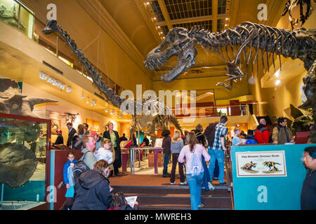 Washington DC Washingto, D.C., National Museum of Natural History, Dinosaurierhalle, Fossil, Skelett, Knochen, Reptil, Produktprodukte Verkauf, Wissenschaft, Stockfoto