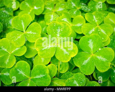 Oxalis oregana (Redwood Sauerampfer, Oregon Oxalis, shamrock) an die Butchart Gärten in Brentwood Bay, British Columbia, Kanada. Stockfoto