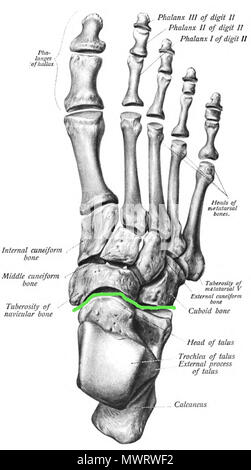 . Français: Vue du dessus du Pied selon Sobotta, avec la l'articulation de Chopard dessinée d'une Ligne Verte. Lithographie, die Platte aus dem Sobotta Atlas und Lehrbuch der menschlichen Anatomie, die entweder 1906, 1909 oder 1911 US-Ausgabe, die ursprünglich zwischen 1906 und 1911 veröffentlicht. Sobotta 565 Sobo 1909 154 Chopard Artikulation Stockfoto