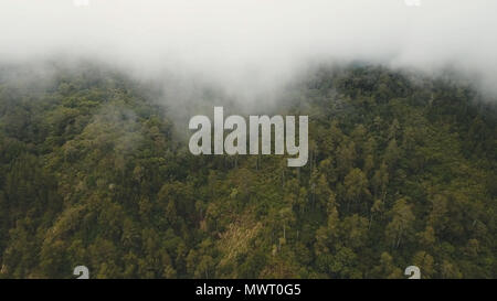 Berge Wald im Nebel und Wolken. Luftaufnahme von tropischen Regenwald in den Bergen mit weißen Nebel, Wolken Bali, Indonesien. Tief liegenden Wolken über immergrüne Wälder. Stockfoto