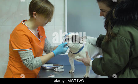 Tierarzt spricht zu den Hundebesitzer in einer Tierklinik. Hund im Büro von einem Tierarzt Arzt. Stockfoto