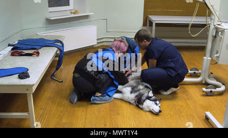 Arzt Radiologe bereitet ein Hund für X-ray. Hund im Röntgenraum ist bereit, die gebrochene Pfote zu untersuchen. Stockfoto