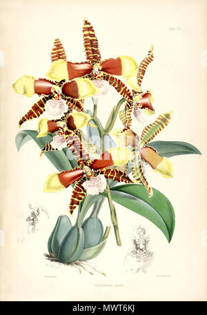 . Abbildung: Rossioglossum Grande (syn. Odontoglossum Grande). 1874. Walter Hood Fitch del. et lith. James Bateman Ed 529 Rossioglossum Grande (als Odontoglossum Grande)-pl. 8 Bateman, Odont Monogr. Stockfoto