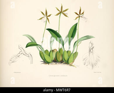 . Abbildung: Rhynchostele stellata (syn. Odontoglossum stellatum). 1874. Walter Hood Fitch del. et lith. James Bateman Ed 520 Rhynchostele stellata (als Odontoglossum stellatum)-pl. 13, untere Abb. - Bateman, Odont Monogr. Stockfoto