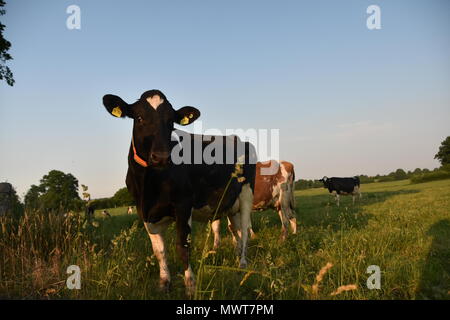 Tier und Natur Bilder aus der ganzen Welt. Kühe, Schnecken und Pflanzen Stockfoto