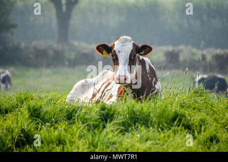 Tier und Natur Bilder aus der ganzen Welt. Kühe, Schnecken und Pflanzen Stockfoto